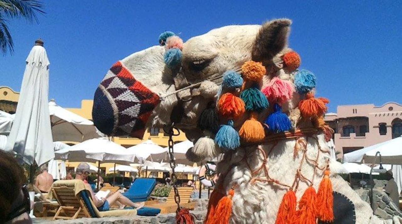 Hotelkamel Three Corners Rihana Resort Deluxe