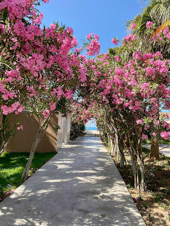 Gartenanlage Seaden Sea World Resort & Spa