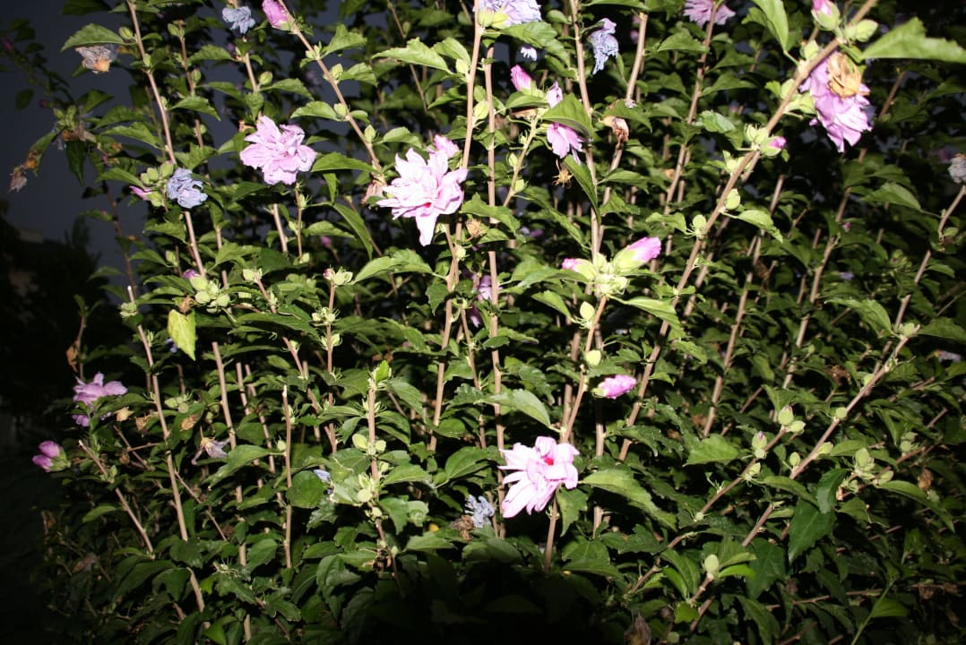 Schöne Blumen Hotel Gardenia Beach