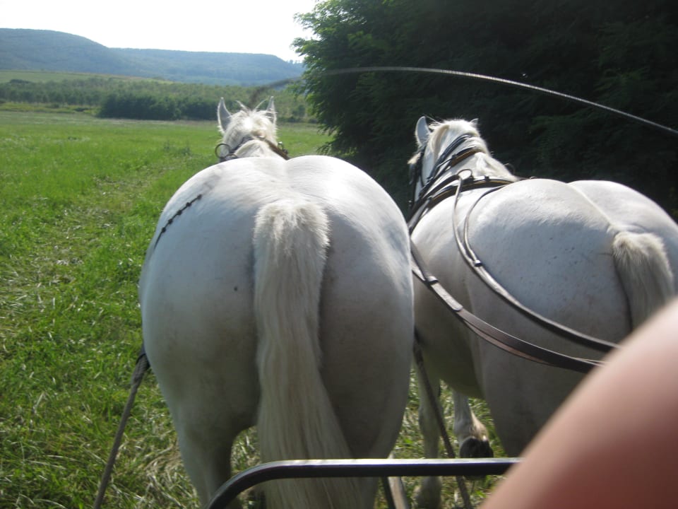 Kutschenfahrt Matild Country Hotel