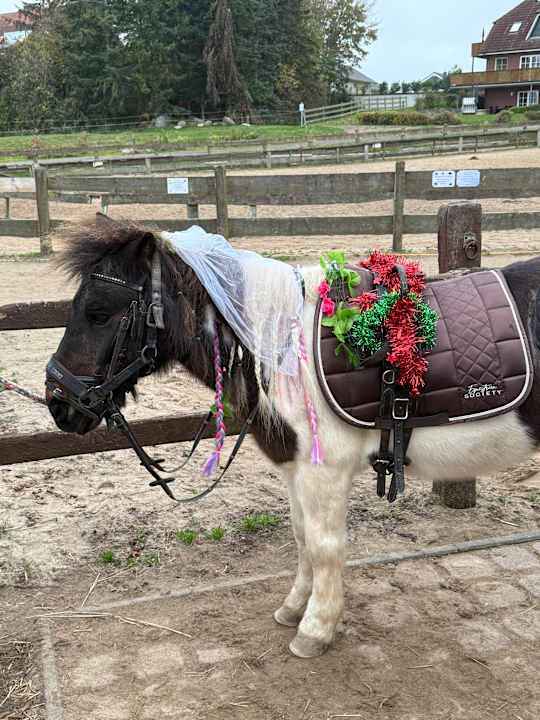 Sport & Freizeit Bauer Martin | Ostsee Ferienhof Bendfeldt bei Grömitz