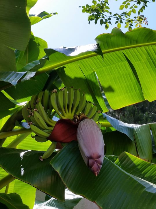 Banane Club Sidelya Hotel