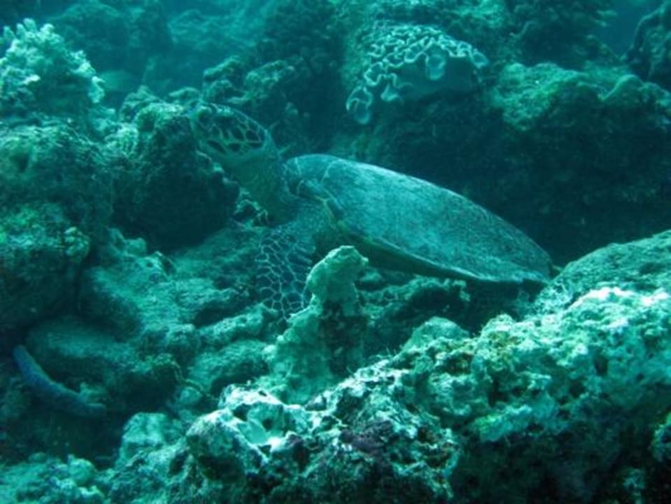 Unterwasser - Bootstauchgang NH Collection Maldives Reethi Resort