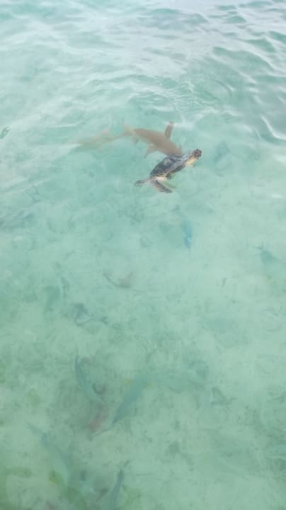 Sonstiges Palm Beach Resort & Spa Maldives