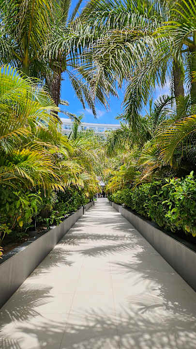 Gartenanlage Hotel Riu Palace Palmeras