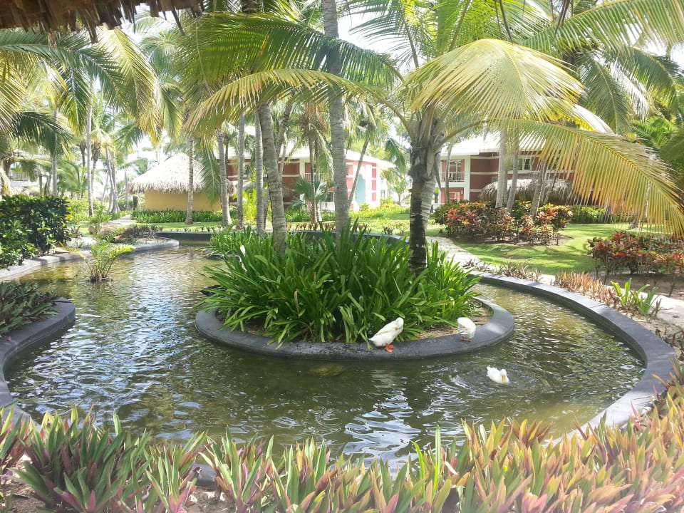 Garten vor dem Zimmer Grand Palladium Select Bávaro Resort & Spa