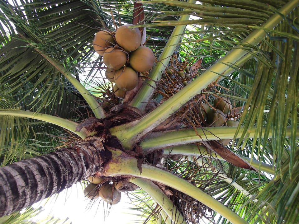 Gut, dass diese Kokosnüsse oben geblieben sind! Charela Inn Hotel