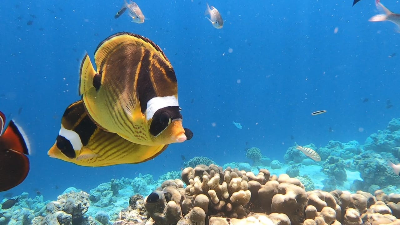 Sport & Freizeit NH Collection Maldives Reethi Resort