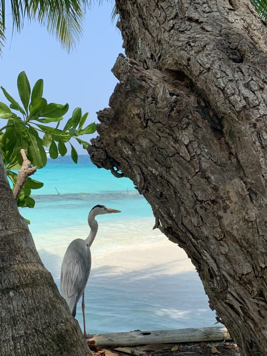 Strand Kuramathi Maldives