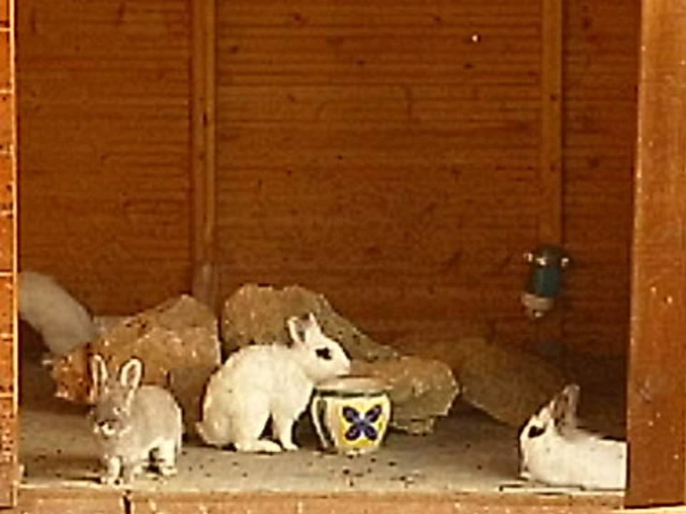 Kaninchenstall nahe Rezeption Sun Club Eldorado