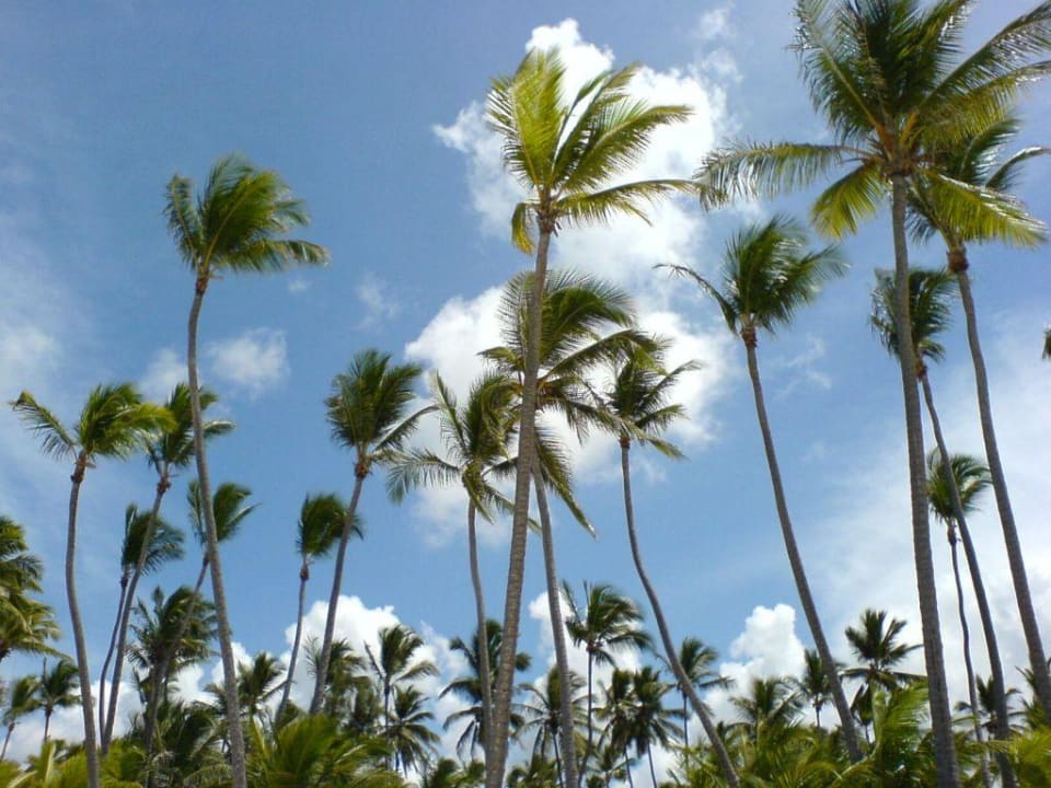 Palmen, Sonne gute Laune Grand Palladium Select Bávaro Resort & Spa