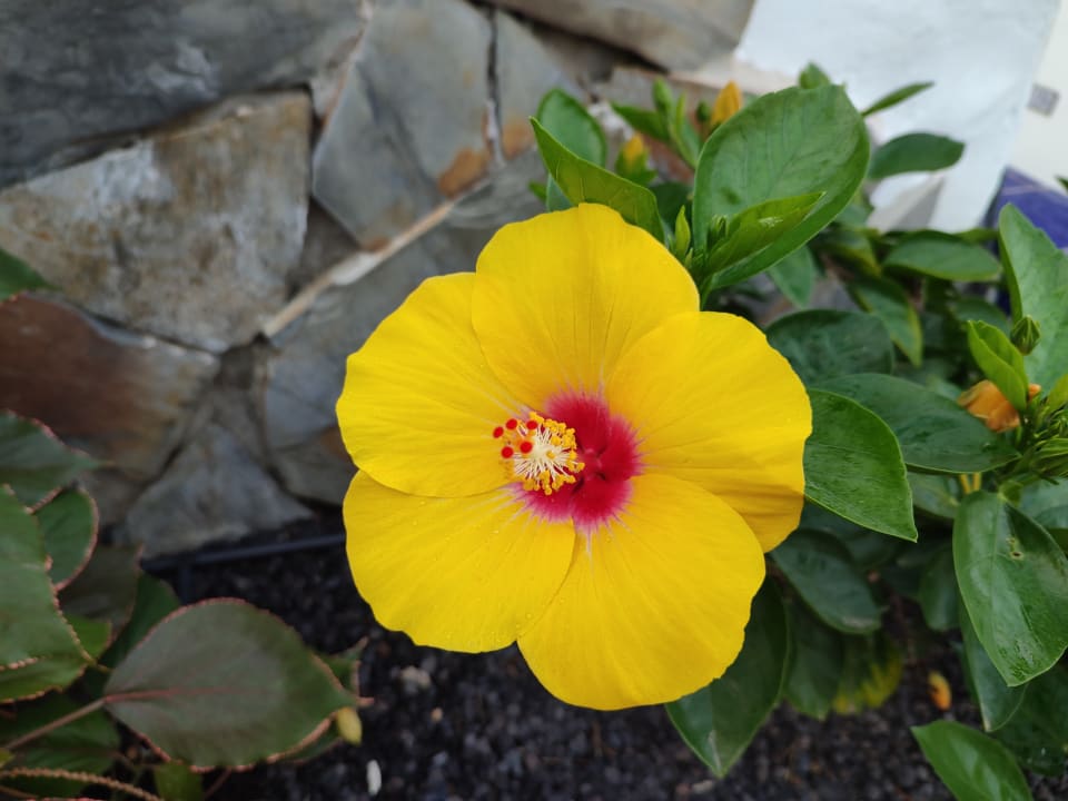 Gartenanlage Los Hibiscus app 408