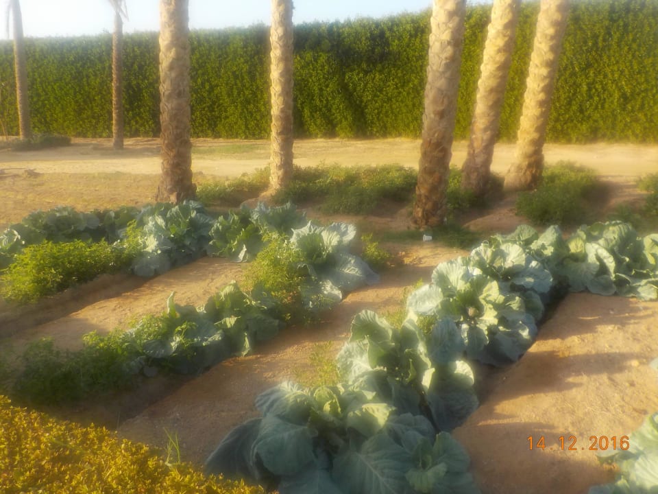 Hier wird selbst angebaut... Gemma Resort