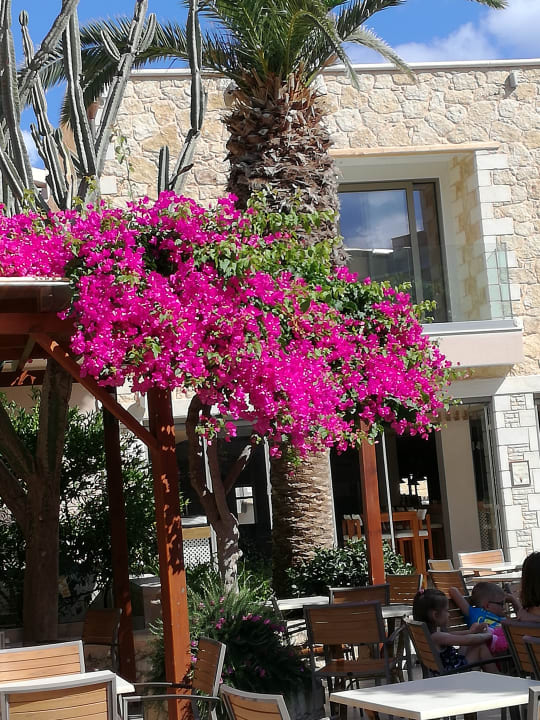 Gartenanlage Hotel Cactus Village