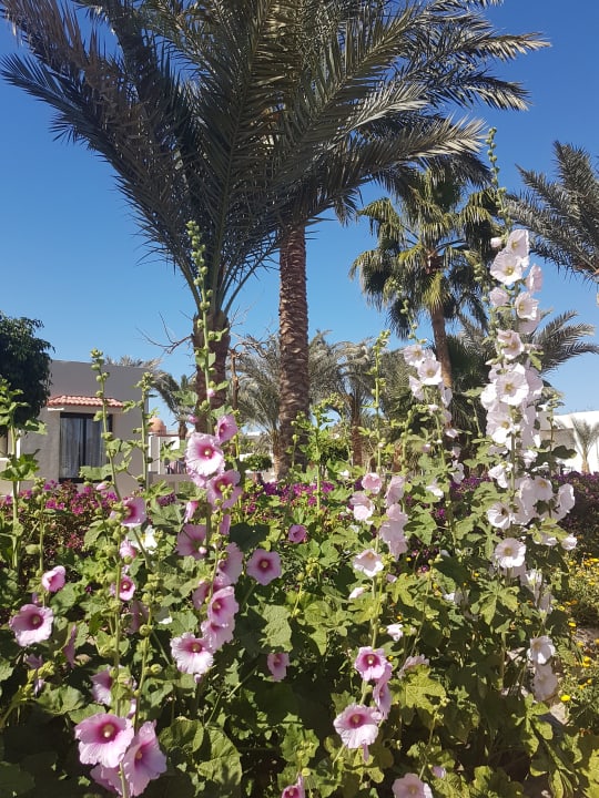 Gartenanlage Pharaoh Azur Resort