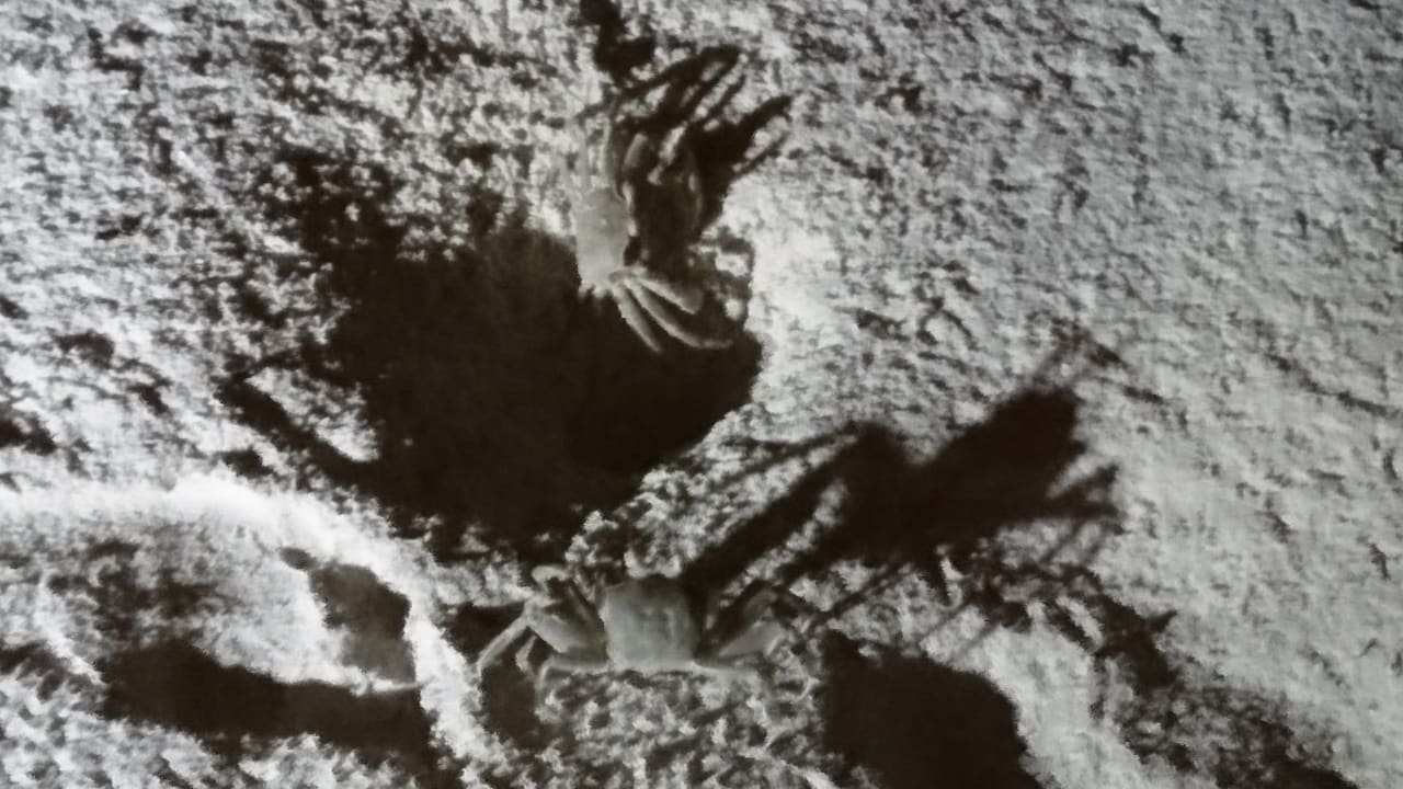 Gartenanlage Sun Siyam Olhuveli