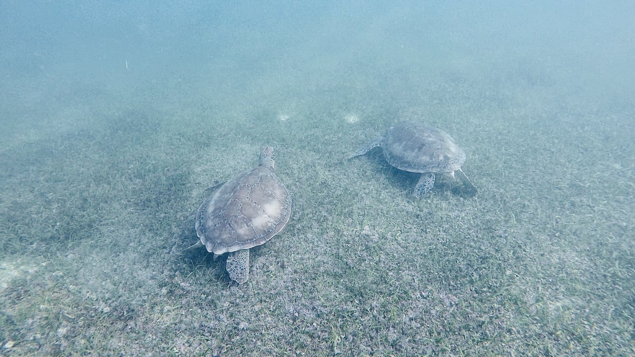 Sport & Freizeit Akumal Bay Beach & Wellness Resort