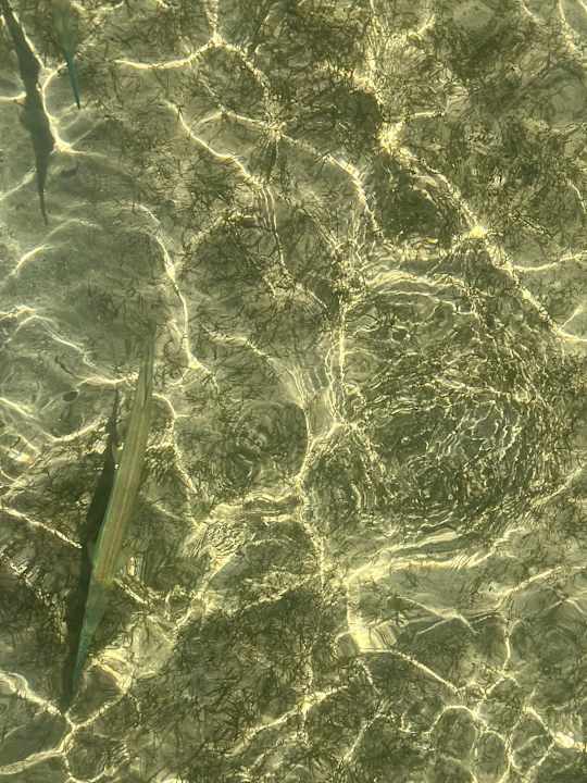 Strand TUI MAGIC LIFE Redsina Sharm El Sheikh