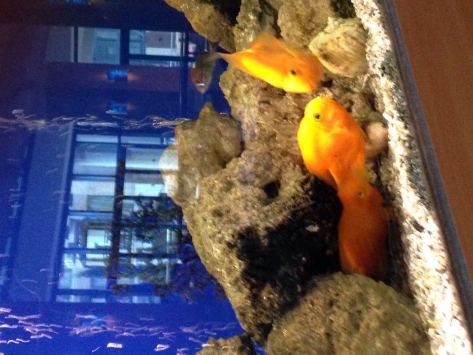 Aquarium Limak Limra Hotel & Resort