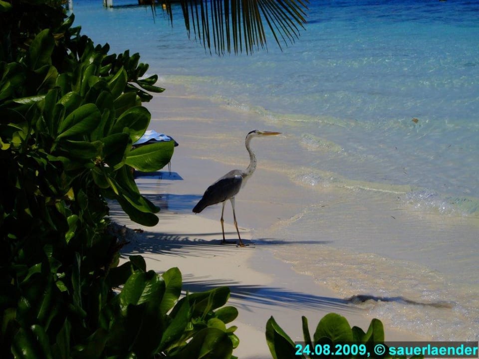 Fischreiher Vilamendhoo Island Resort & Spa