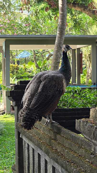 Gartenanlage Segara Village Hotel