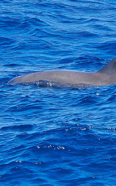 Strand Novotel Marsa Alam Beach Resort