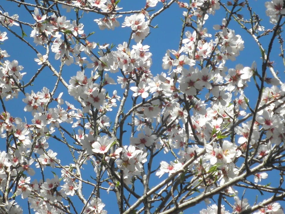 Blühender Mandelbaum Hotel Vibra Beverly Playa