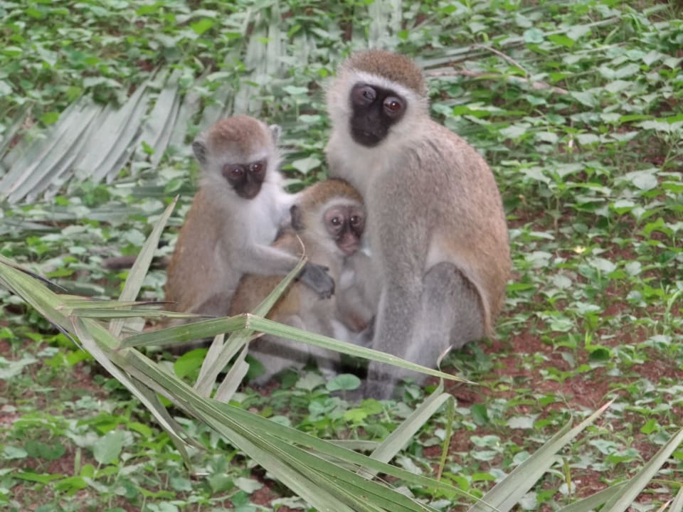 Affen vor dem Hotel Ol Tukai Lodge