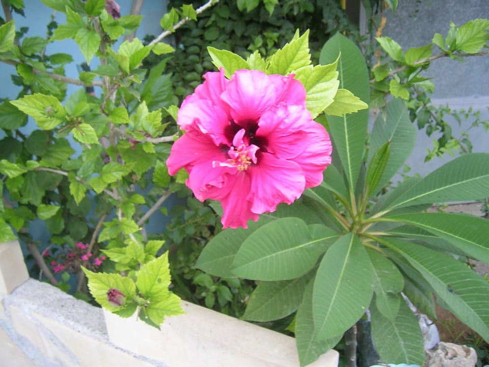 Hibiscus Hotel Kathrin Beach