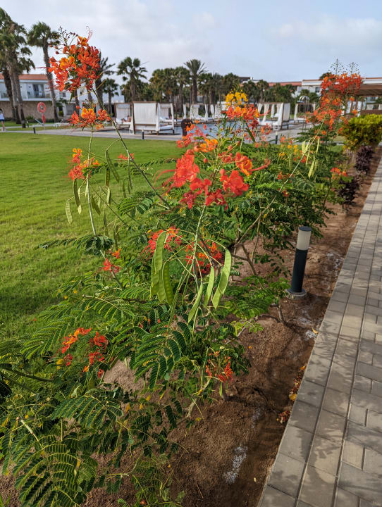 Gartenanlage ROBINSON CABO VERDE