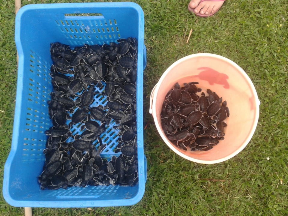 Schildkröten kurz vor der Freilassung Hotel Cayo Largo del Sol