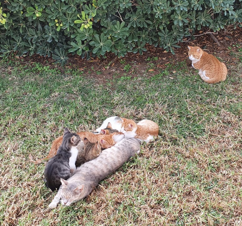 Gartenanlage Anissa Beach & Village