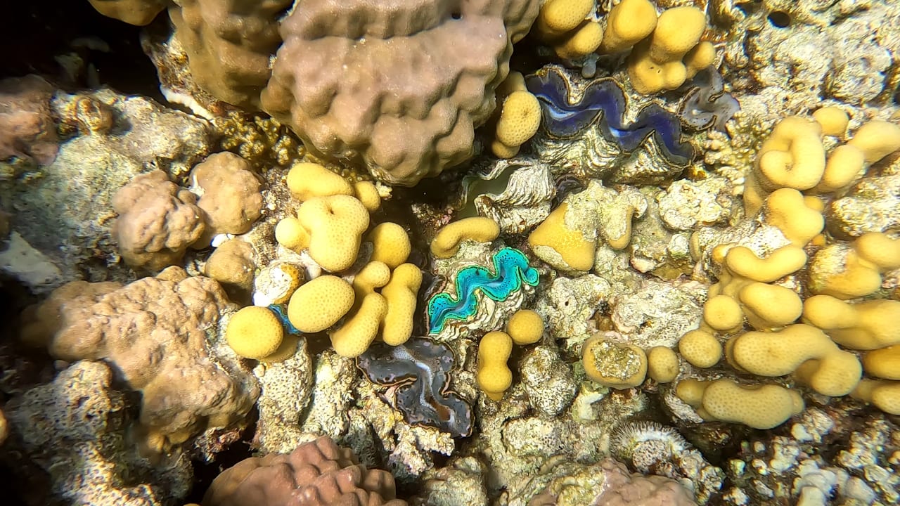 Sport & Freizeit Malikia Resort Abu Dabbab