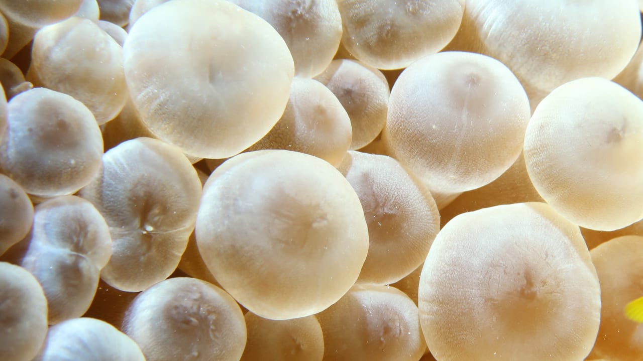 Sport & Freizeit Hotel Coral Garden