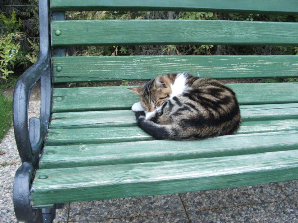 So ruhig im Hotel das sogar Katzen schlafen! Voyage Belek Golf & Spa