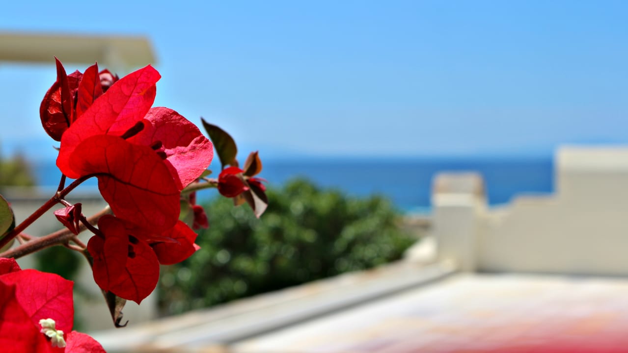 Gartenanlage Proteas Hotel & Suites