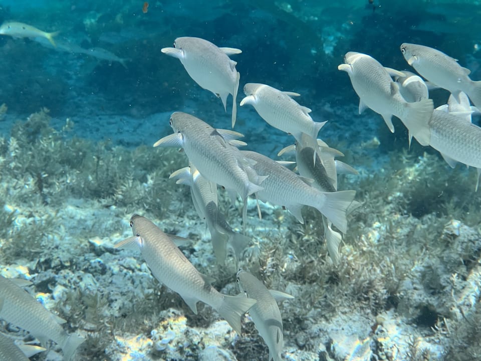 Strand Lazuli Hotel Marsa Alam
