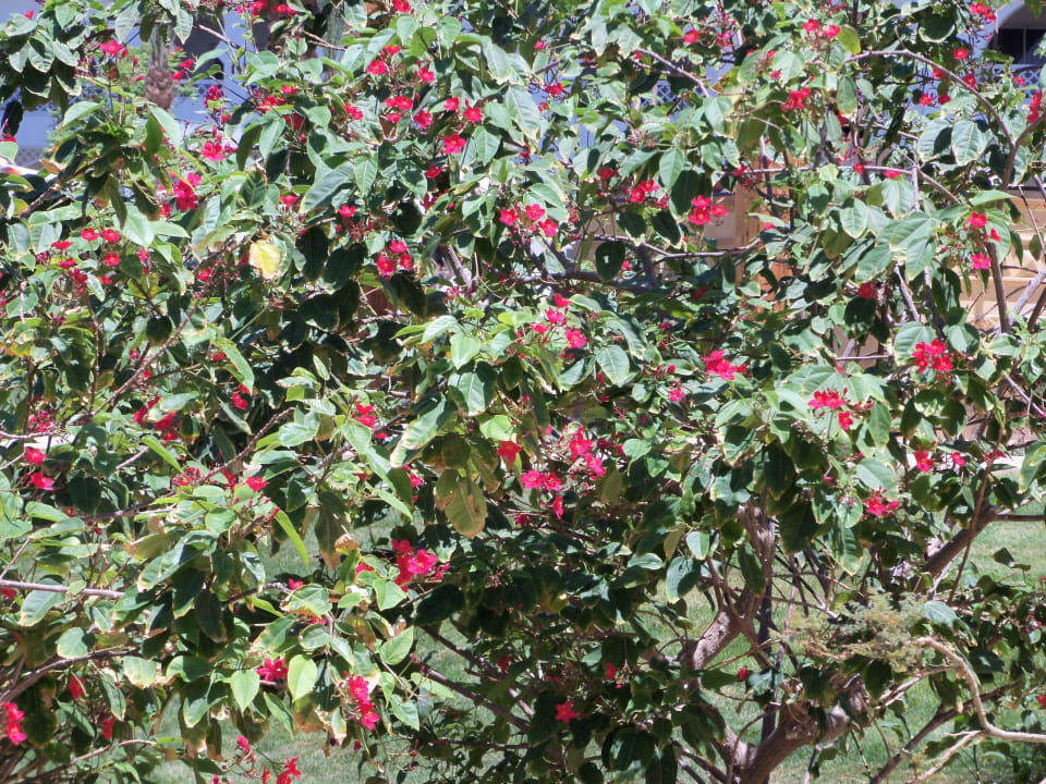 Blumenbeet Old Palace Resort