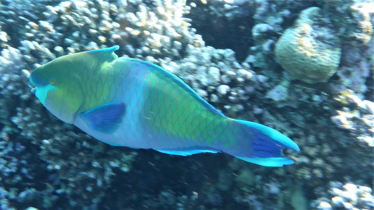 Sport & Freizeit Cleopatra Luxury Resort Makadi Bay