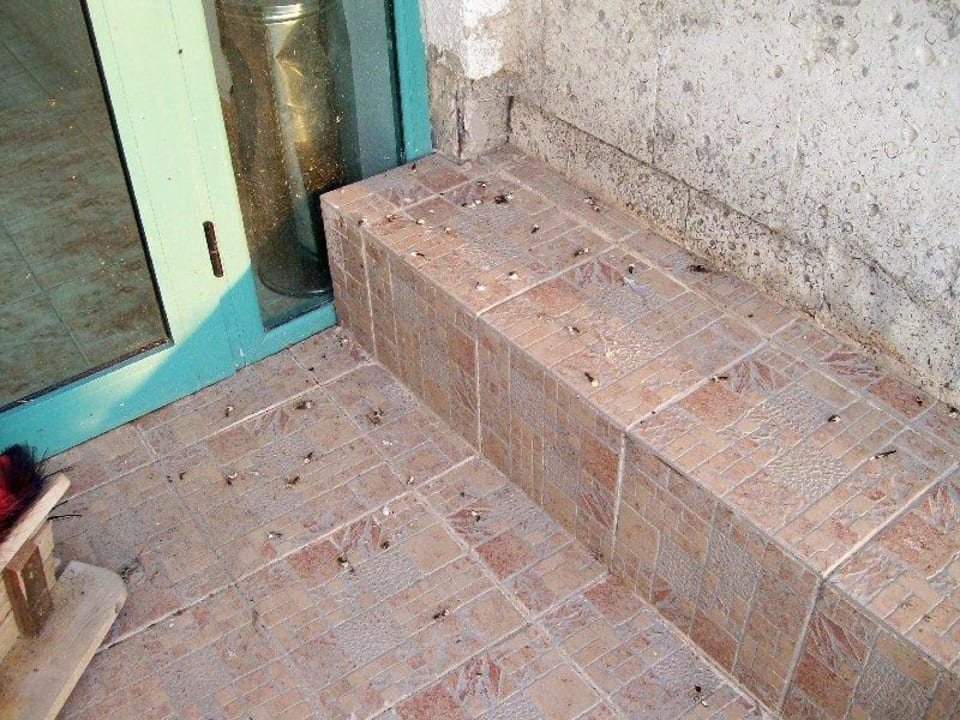 Vogeldreck Hotel Borjana