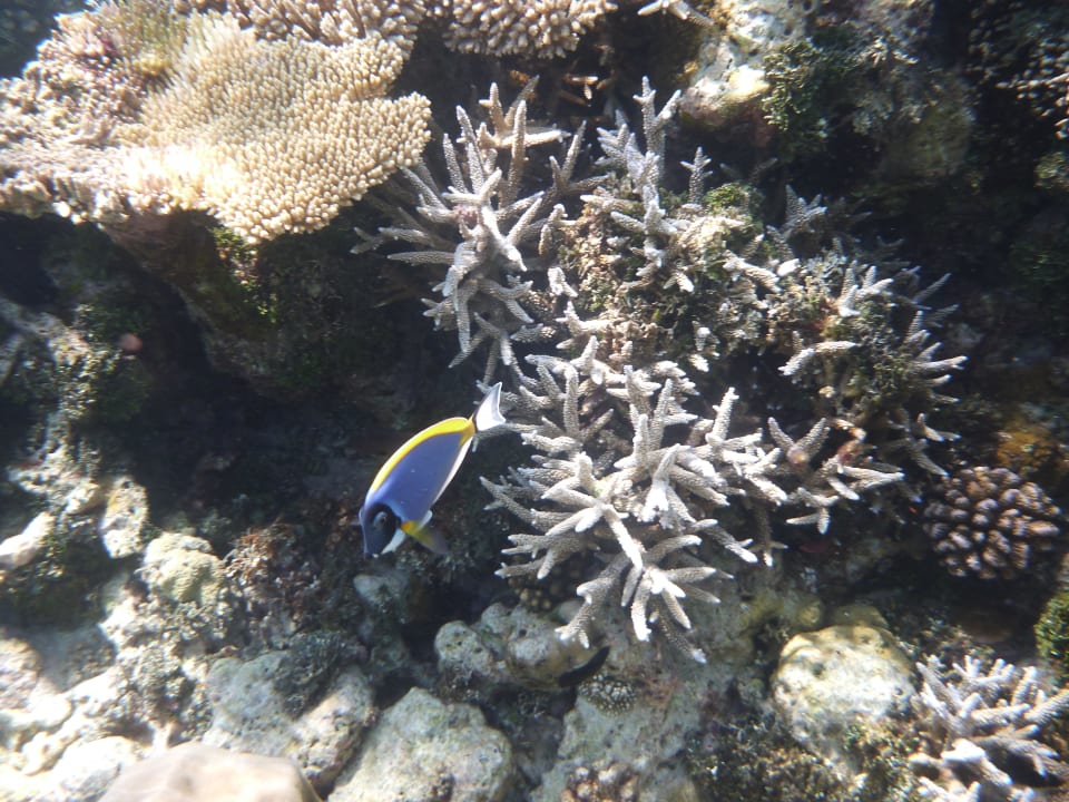 Koralle mit Fisch Kuredu Island Resort & Spa
