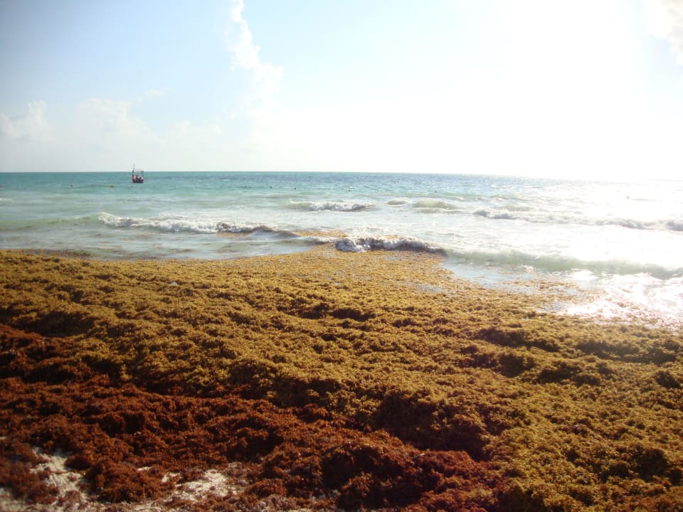 Da kann niemand schwimmen! Catalonia Playa Maroma