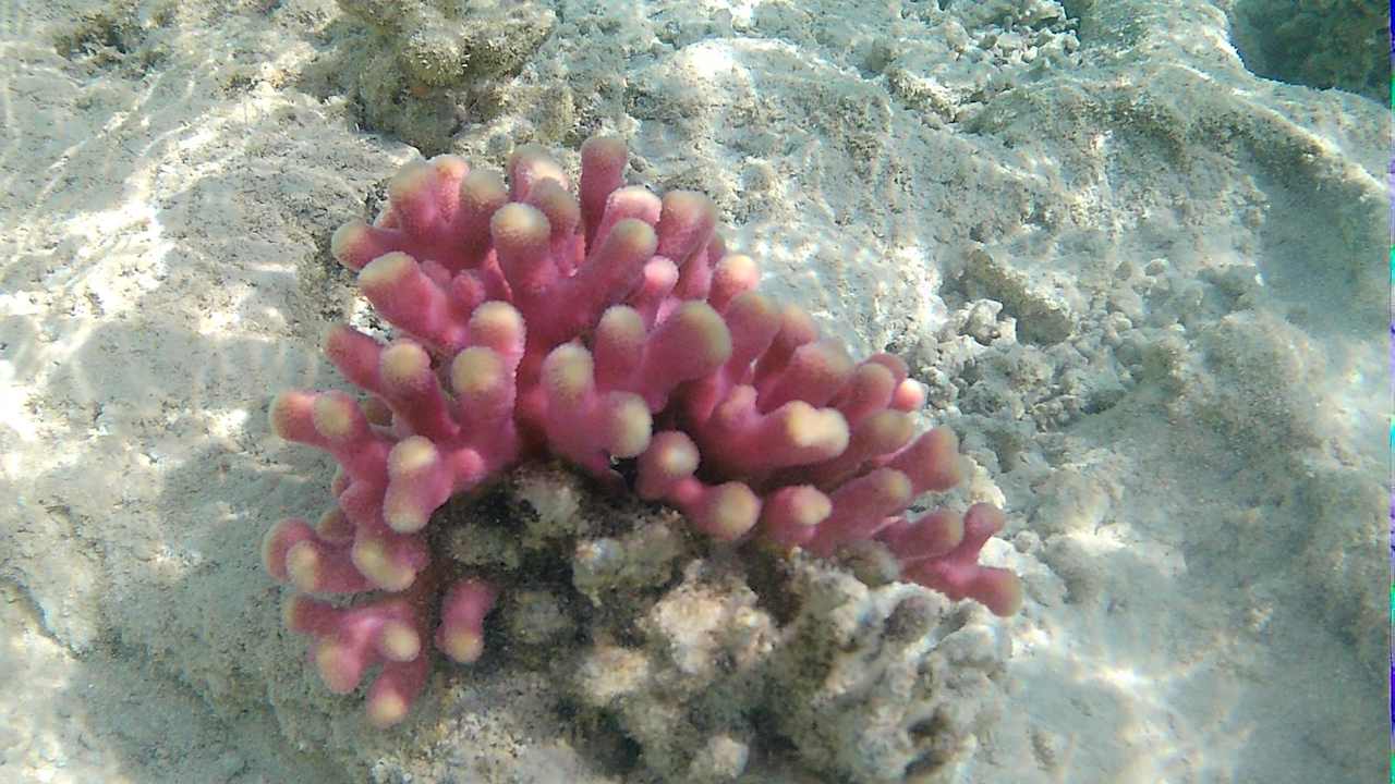 Strand JAZ Elite Asteria