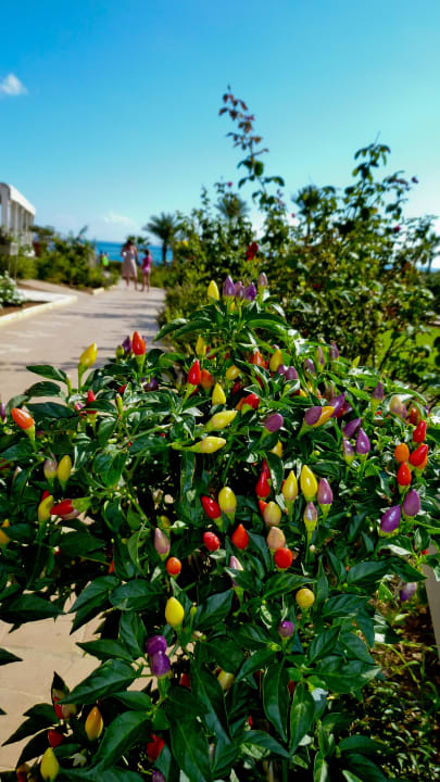 Garten Asterias Beach