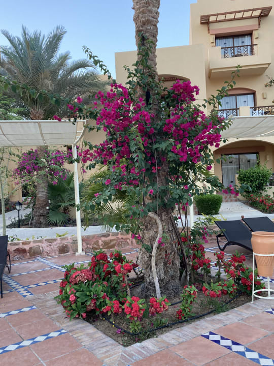 Gartenanlage Steigenberger Coraya Beach - Adults only