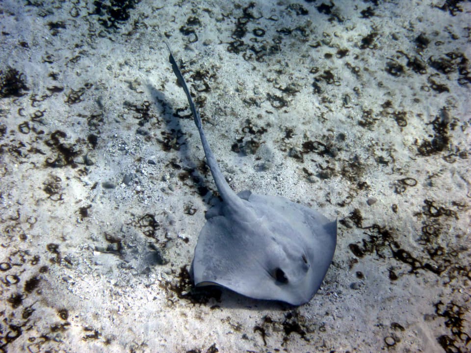 Strand Mövenpick Resort El Quseir