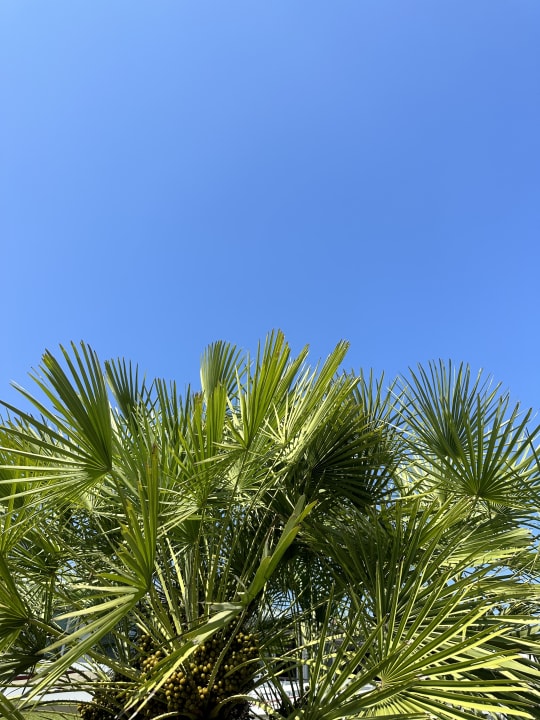 Gartenanlage Domino Suite Hotel