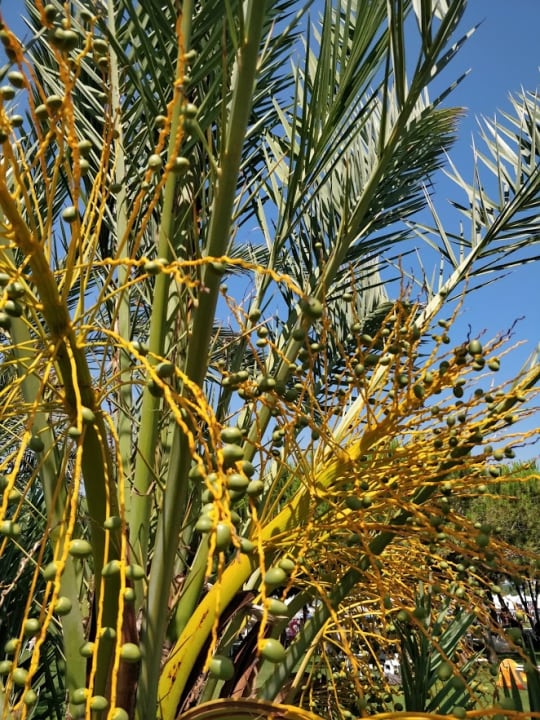 Gartenanlage Voyage Belek Golf & Spa