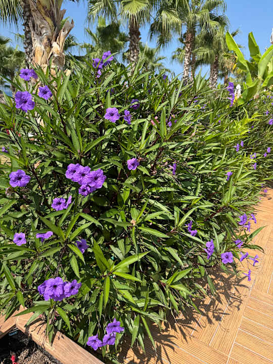 Gartenanlage Rubi Platinum Sign