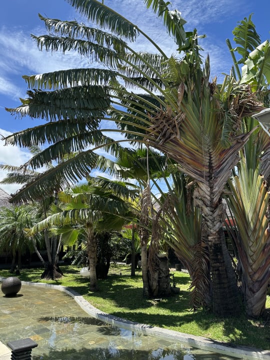 Gartenanlage Palm Hotel & Spa